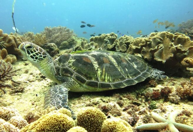 Tauchbasis Philippinen Sunset Dive Center Bohol Schildkröte