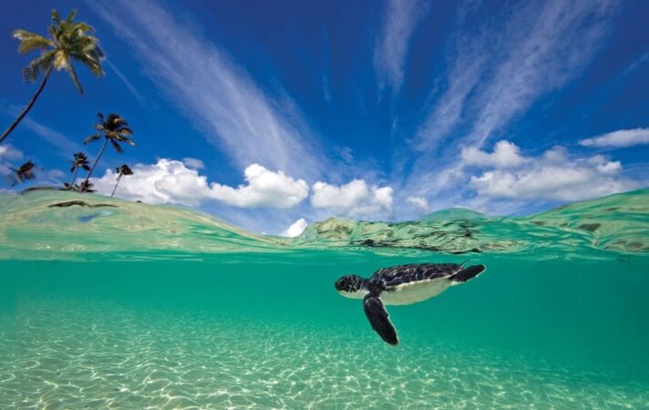 Tauchen Wakatobi Dive Center Schildkröte