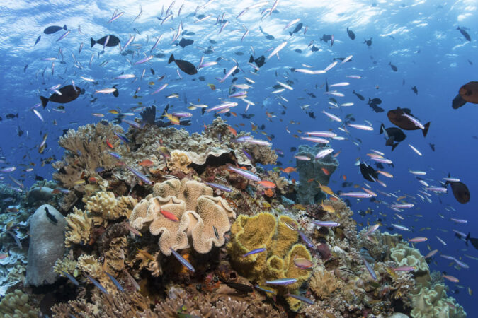 Tauchen Wakatobi Dive Center Hausriff Korallen