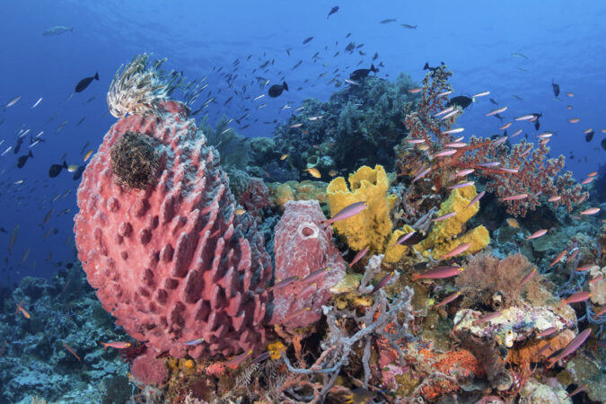 Tauchen Wakatobi Dive Center Hausriff Korallen Fische