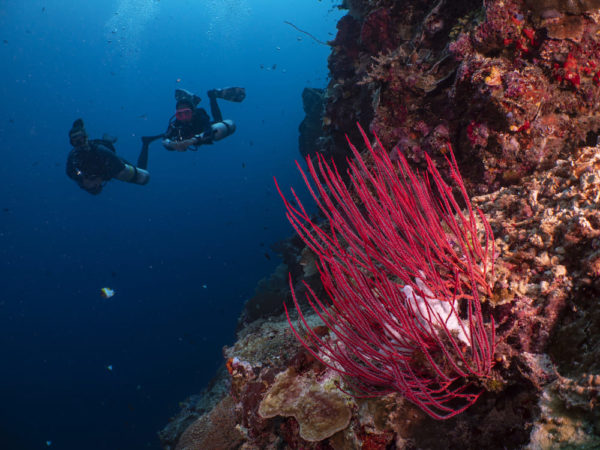 Bunaken Nationalpark Tauchen Korallen Steilwamd