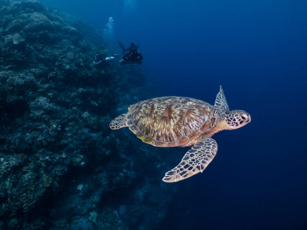 Bunaken Nationalpark Tauchen Schildkröte
