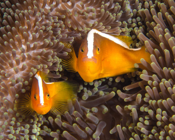 Bunaken Nationalpark Tauchen Nemos