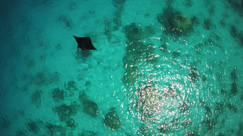 Tauchsafari Indonesien Moana Riff Manta