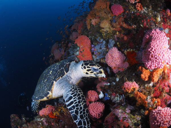 Tauchsafari Indonesien Moana Riff Schildkröte