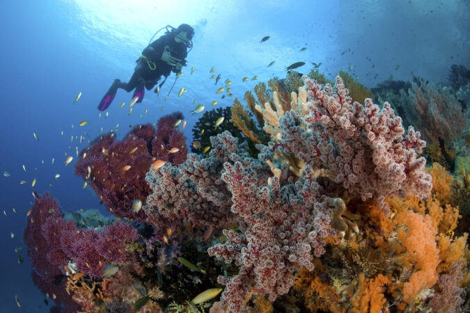 Tauchsafari Indonesien Pindito Riff Korallen Tauchen