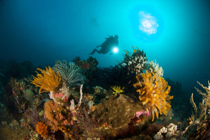 Tauchsafari Indonesien Pindito Tauchen Korallen