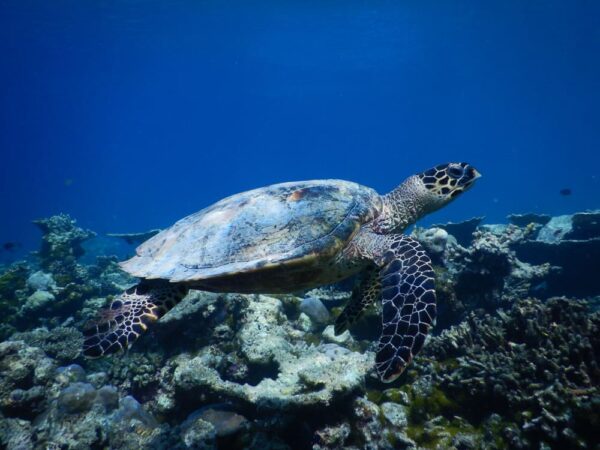 Reethi Faru Bio Luxury Resort - Schildkröte
