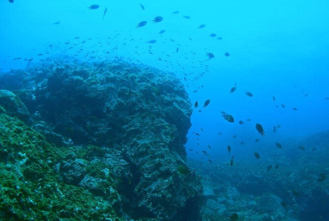 Tauchbasis Extra Divers El Hierro Tauchen Moenchsfische