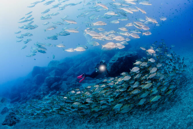 Manta Diving Madeira Tauchen Fische