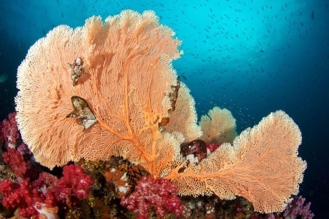 Tauchsafari Thailand The Junk Tauchen Korallen