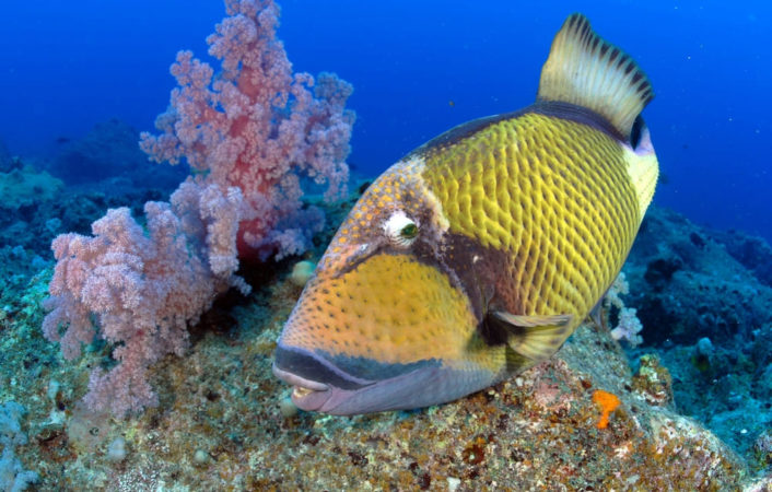 Dive Passion Mauritius Fisch