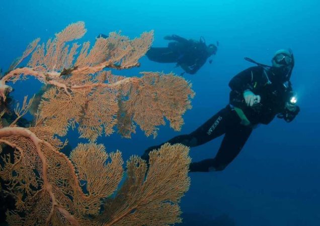 Dive Passion Mauritius Koralle Taucher