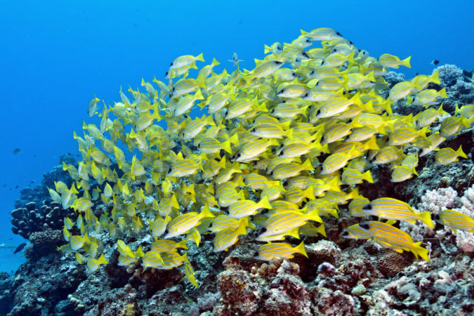 Tauchen Mauritius gelber Fischschwarm