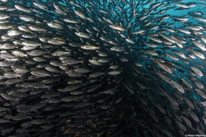 Galapagos Fischschwarm