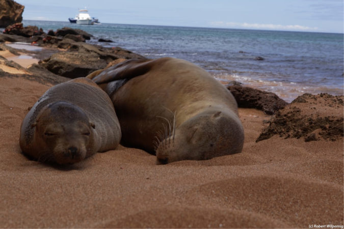Galapagos Master - Seelöwen