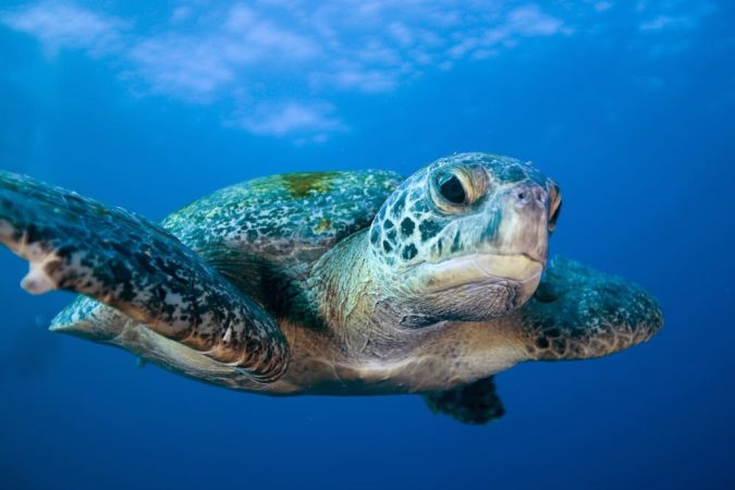 Galapagos Sky - Schildkröte