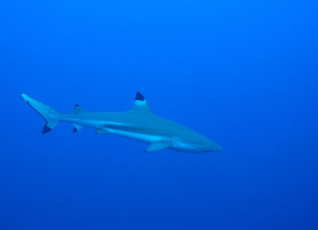 Blue Sea Divers Hai