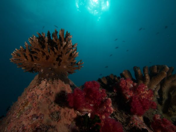 Blue Sea Divers Unterwasser
