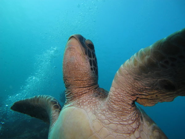 Blue Sea Divers Schildkröte