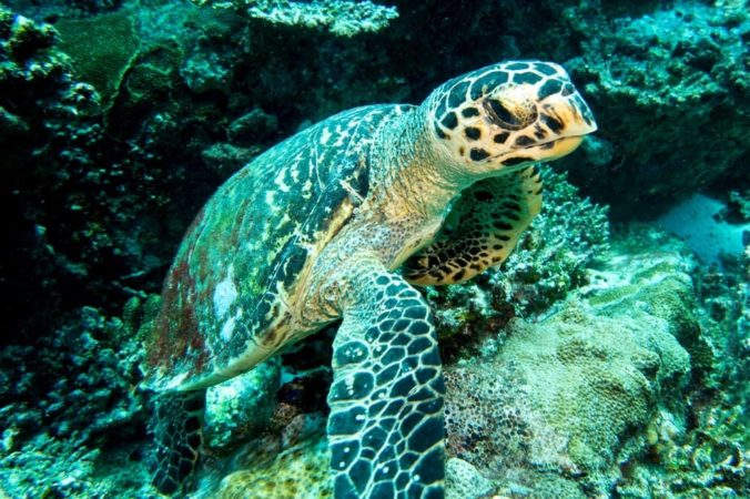 Tauchen Seychellen Schildkröte