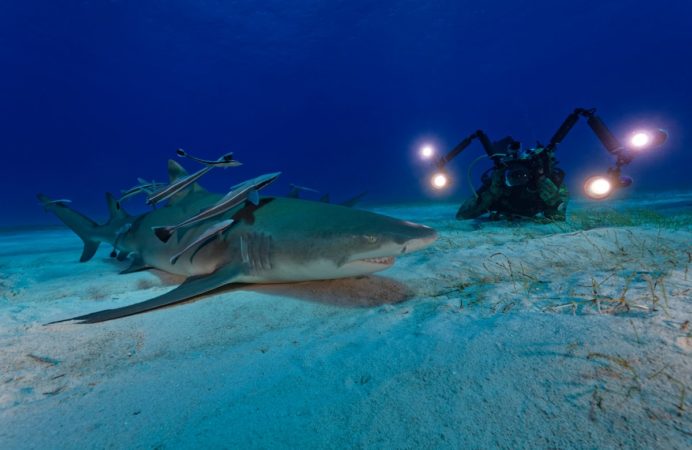 Tauchsafari Bahamas Master