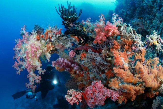 Tauchen Indonesien Riff