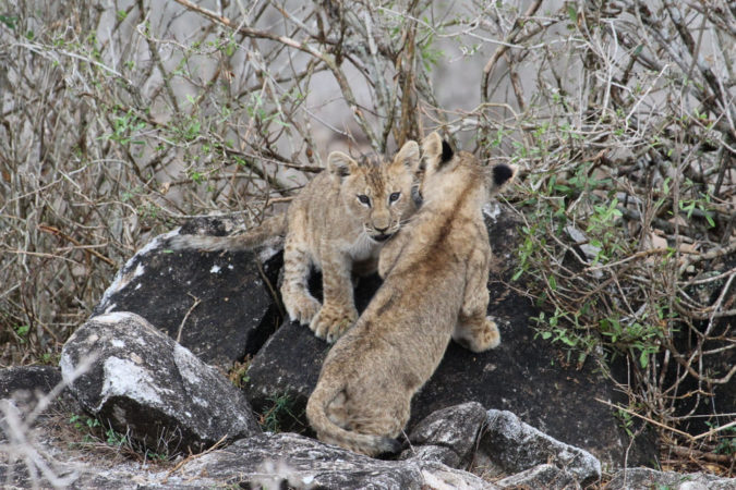 Kenia Safari Löwenbabys