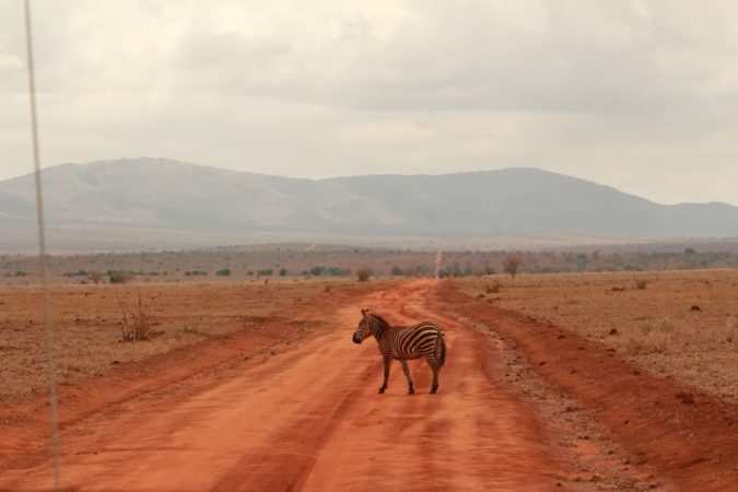 Kenia Safari Zebra