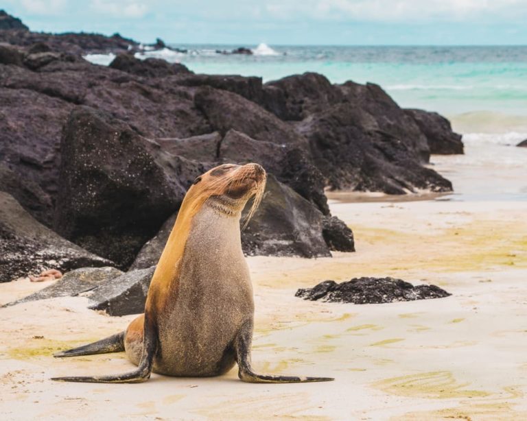 Galapagos Seerobbe