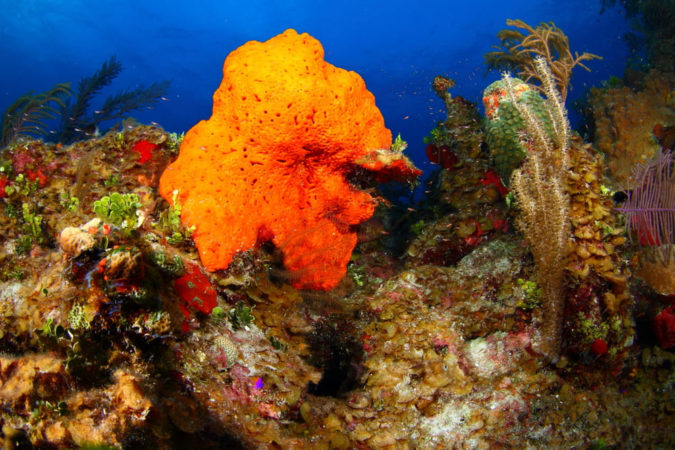 Tauchen Bahamas Korallen