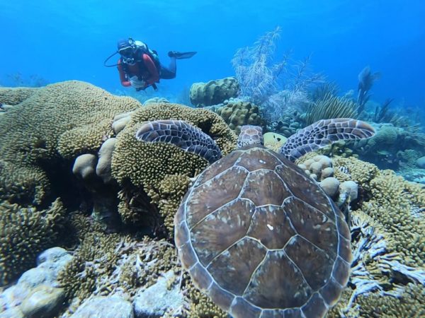 Tropical Divers Bonaire Riff Schildkröte