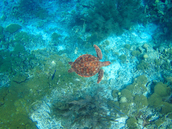 Tropical Divers Bonaire Tauchen Schildkröte