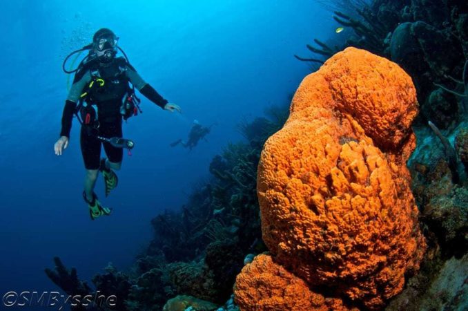 Go West Diving Tauchen Korallen