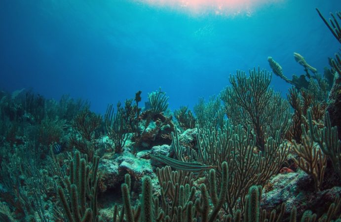Tauchen Korallen
