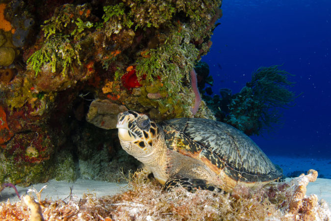 Pro Dive Mexico Cozumel Schildkröte