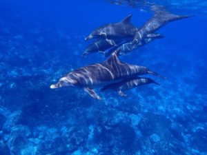 Inselhopping Französisch Polynesien Delfine