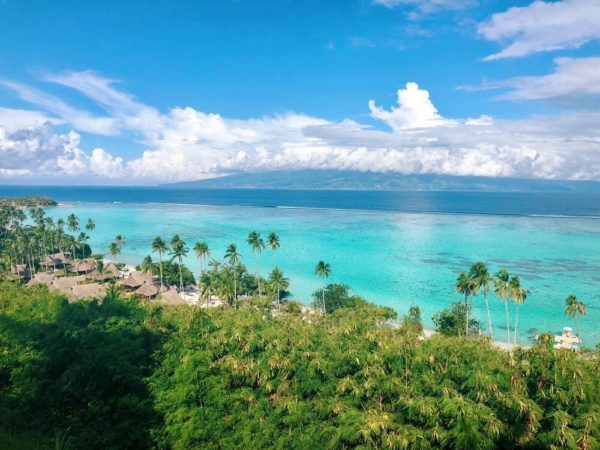 Inselhopping Französisch Polynesien Palmen