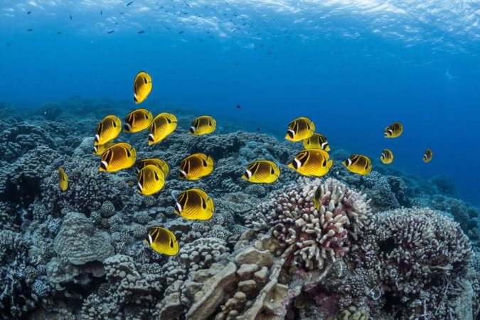 Tauchen Französisch Polynesien Korallen