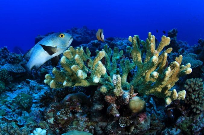 Palau Korallen Unterwasser