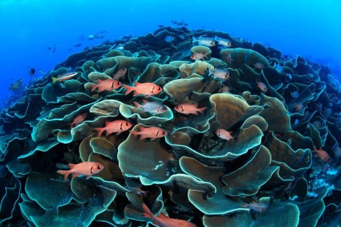 Palau Fische und Korallen Unterwasser