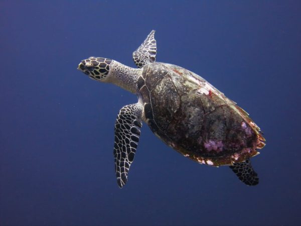 Extra Divers Nabucco Schildkröte