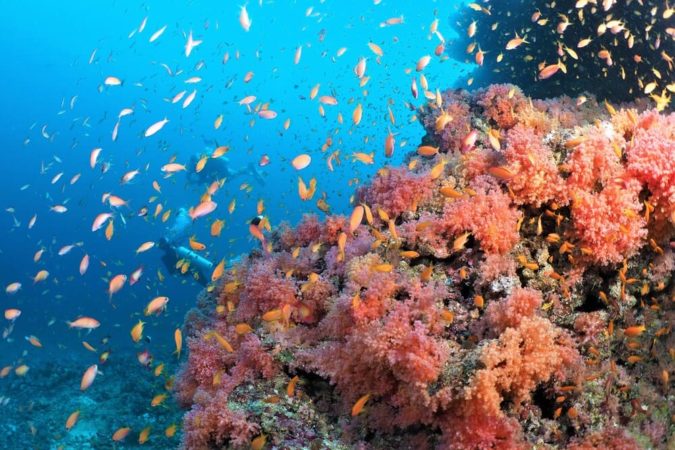 Dive Point Meedhupparu Tauchen Korallen