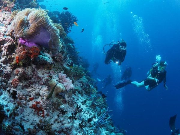 Dive Point Rannalhi Tauchen Riff