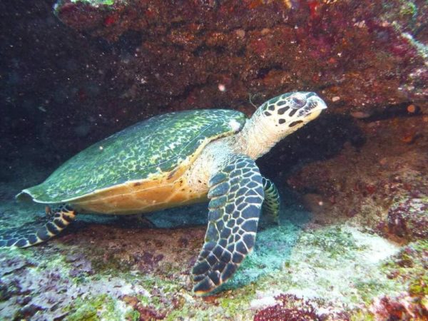 Le Morne Bleu Diving Center Schildkröte