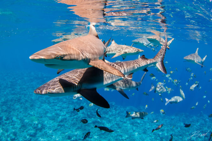 Yap Divers Tauchen mit Haien