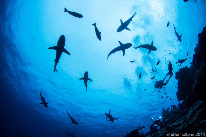 Yap Divers Tauchen mit Haien