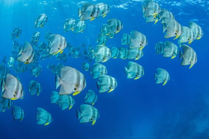Euro Divers Lux South Ari Atoll - Unterwasser