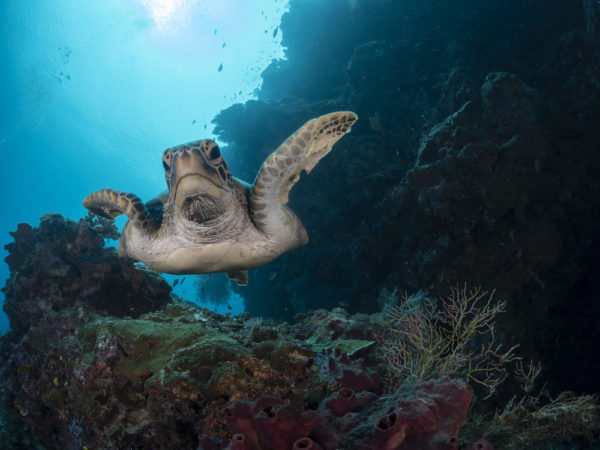 Euro Divers Lux South Ari Atoll - Schildkröte