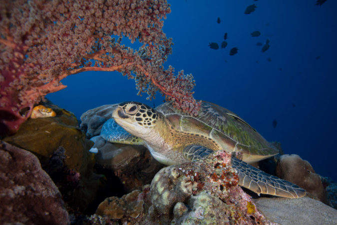 Schildkröte Dive Center Siladen